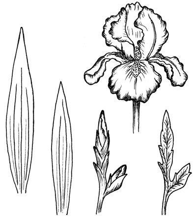 Sketch the petals and the stem of the flower with smooth lines. gladiool metbladenknop | Iris art, Flower drawing, Iris ...