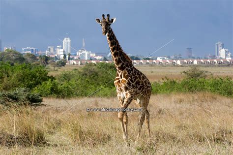 Photos And Pictures Of Maasai Giraffe Giraffa Camelopardalis