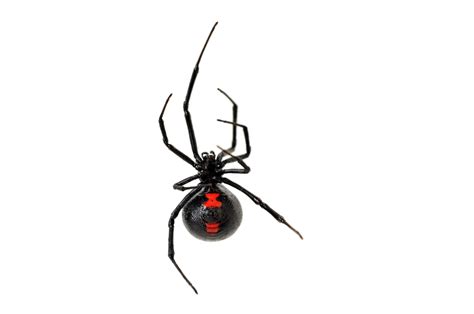 The black widow spider is a large widow spider found throughout the world and commonly associated with urban habitats or agricultural areas. Black Widow Spiders | Triangle Pest Control