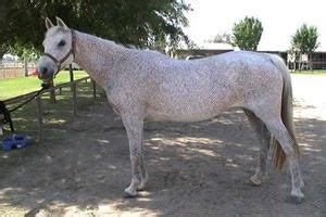 images    horse    pinterest arabian horses ponies  palomino
