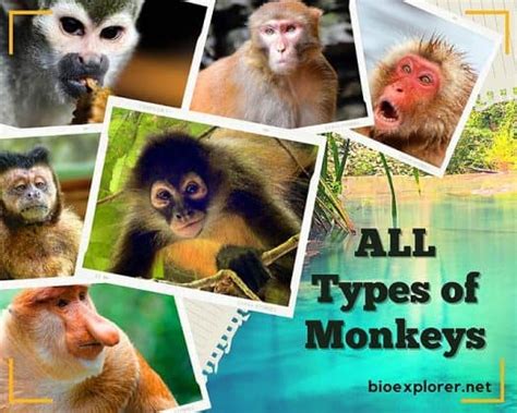 Types Of Monkeys 334 Old World Monkeys And New World Monkeys