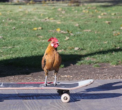 Free Stock Photo 2411 Skateboard Chicken Freeimageslive