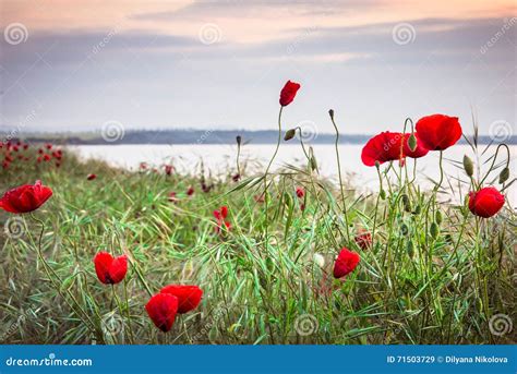 Poppies On The Sea Shore At Sunrise Stock Image Image Of Plant