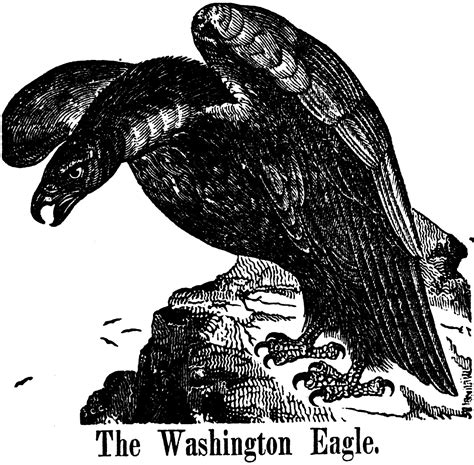 Landmarkswashingtons Eagle