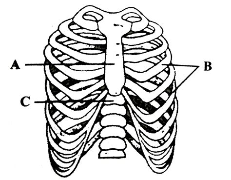Rib Cage Labeled Biological Drawings Labelled Of The Human Thoracici