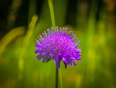Free Images Nature Grass Blossom Meadow Leaf Flower Purple