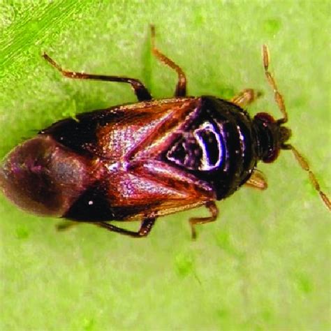Inspect the entire plant, including the soil surface for the presence of arthropod pests. Neoseiulus californicus feeding on immature spider mite ...