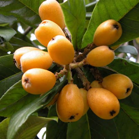 Fruit Trees Home Gardening Apple Cherry Pear Plum Best Fruit