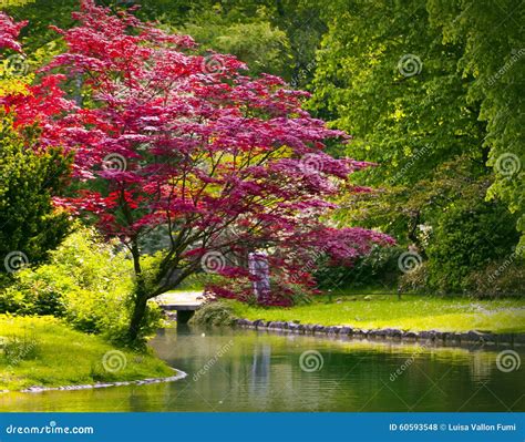 Red Maple And Pond In Green Garden Stock Photo Image Of Gardening