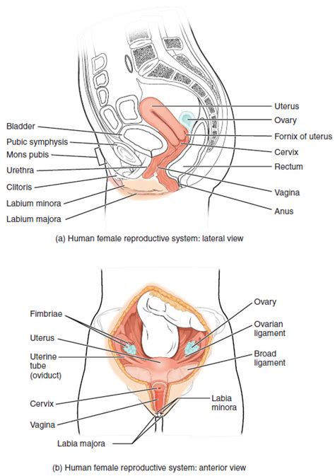 Blank Diagram Of Human Reproductive Systems Reproductive System