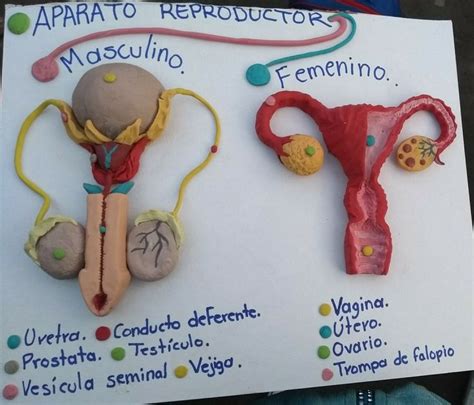 Aparato Reproductor Masculino Y Femenino Reproduccion Humana Para