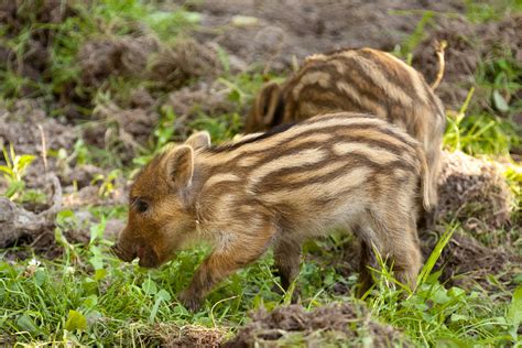 Wild Boar Piglets Free Stock Photo Public Domain Pictures