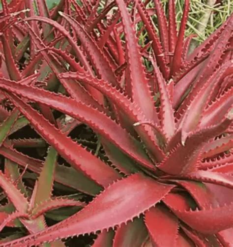 Aloe Cameronii Care Guide With Pictures Succulents Network