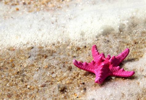 Pink Starfish On The Beach Stock Image Colourbox