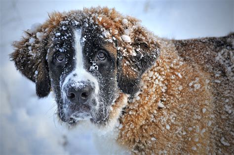 Free Images Winter Puppy Weather Close Up Vertebrate Snow Dog