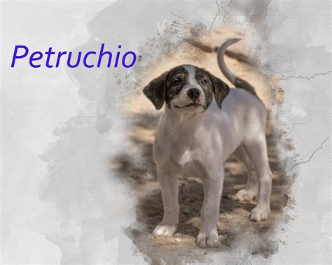 Petruchio Wagging Tails Rescue