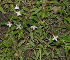 Maybe you would like to learn more about one of these? 403 Best Plant Professional ID list images | Plant ...