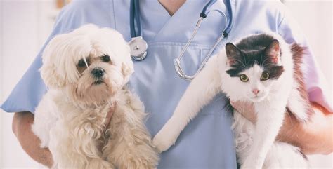 Pet Healthcare A Relevant Market