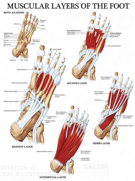 Muscles Of The Foot Laminated Anatomy Chart Ph