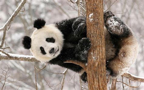 See more ideas about cute panda, panda, panda wallpapers. Panda Beautiful Cool Hd Wallpaper 2013 | Beautiful And Dangerous Animals/Birds Hd Wallpapers