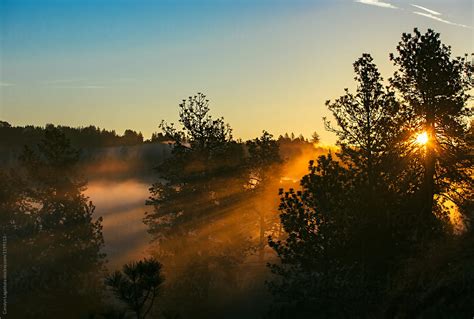 Fog And Sunrays Streaming Through The Pine Trees At Dawn Del