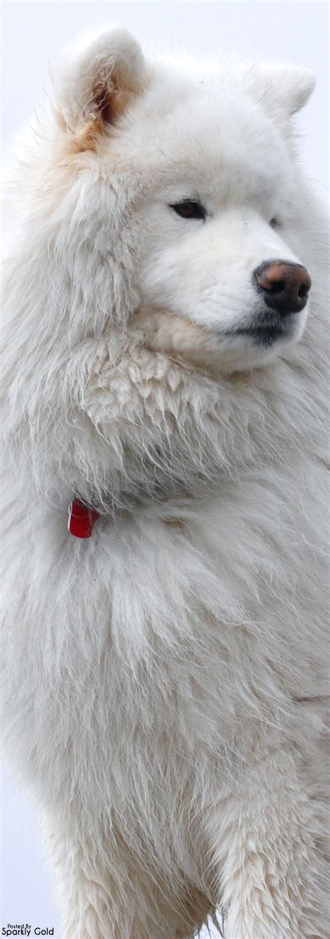 Samoyed Samoyed Dogs Russian Dog Breeds Animals Beautiful