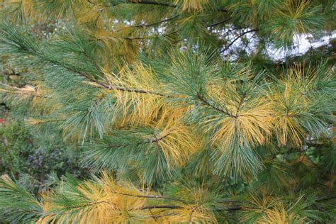 Seasonal Needle Drop Of Evergreens Wachtel Tree Science