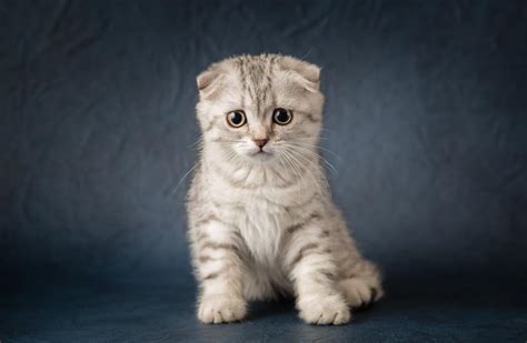 10 Unique Cat Breeds Most Unusual Looking Cats