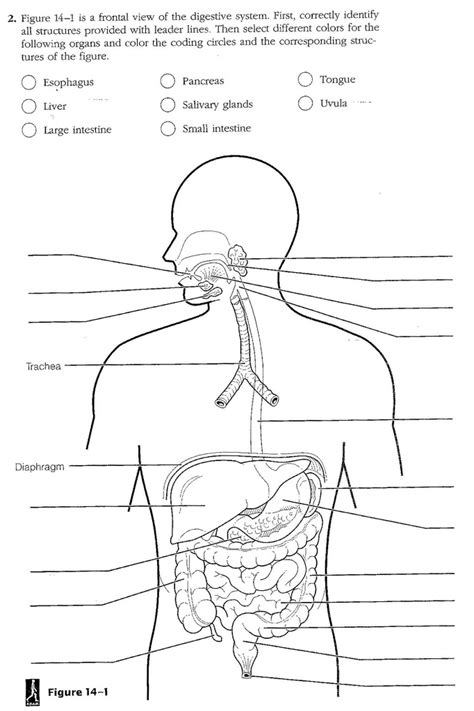 20 Oral Cavity Blank Anatomy Worksheets