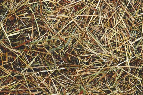 Hay Texture Natural Dried Grass High Quality Stock Photos
