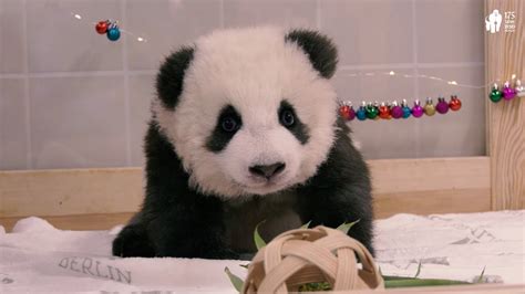 Weihnachtsüberraschung Für Die Panda Babys Im Zoo Berlin Christmas