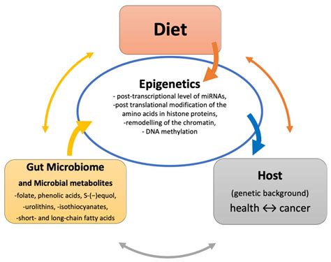 Nutrients Free Full Text A Crosstalk Between Diet Microbiome And