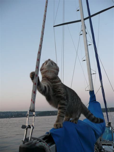 Cats On Boats Welcome Home