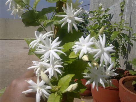 Plants Growing In My Potted Garden My Belle Of India Jasmine Blooms