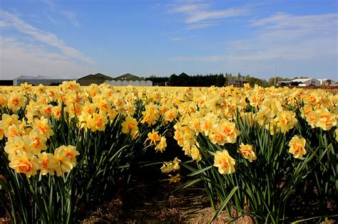 Bilder Niederlande Hillegom Felder Blumen Narzissen Viel