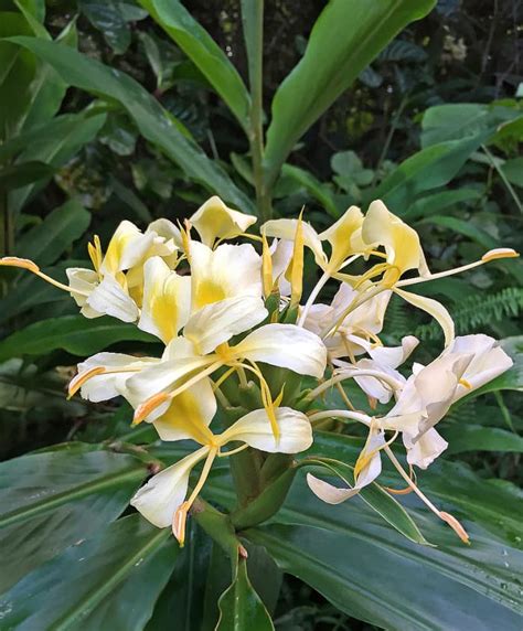 14 Easy To Grow Fragrant Tropical Flowering Plants Dengarden