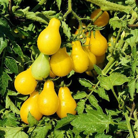 Tomato Plant Beams Yellow Pear Heirloom Organic Etsy