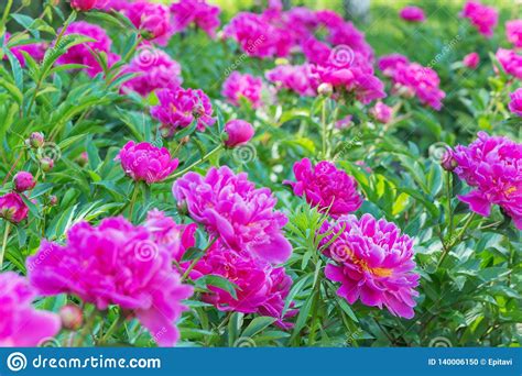 Pink Peony Flowers At Spring Stock Photo Image Of Gardening Season
