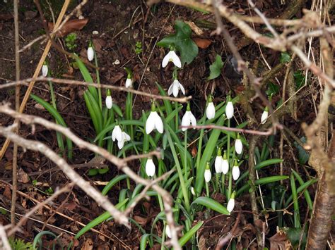 Snowdrops Cwrdy Lane Penyrheol Pontypool 11 February 20 Flickr