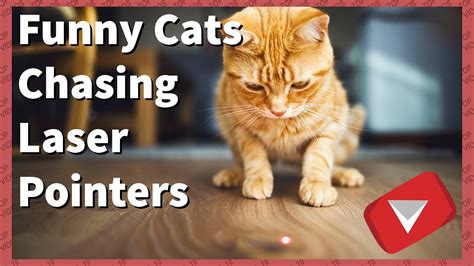 Funny Cats Chasing Laser Pointers 2017 Top 10 Videos