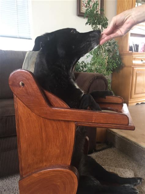 Whether you're looking for a portable sleeping chair or wireless gaming. Dog with esophageal disorder gets custom-built high chair