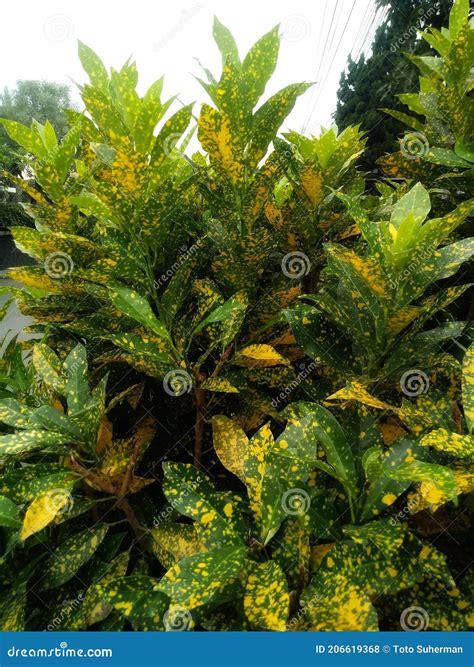Spotted Croton Plant Stock Photo Image Of Jungle Flower 206619368