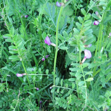 Find instant quality results now! What Weeds Can Tell You About Your Garden - BC Farms & Food