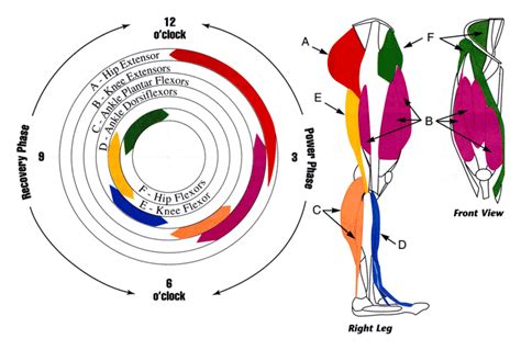 Are you ready to pick up? Leg Muscles Used In The Cycling Pedal Stroke