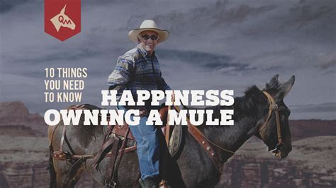 happiness owning a mule queen valley mule ranch