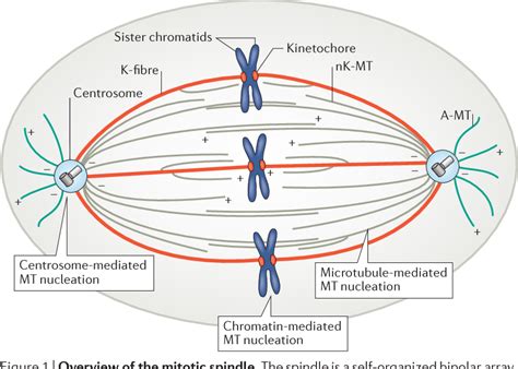 Animal Cell Diagram Microtubules Structure Functions And Diagram