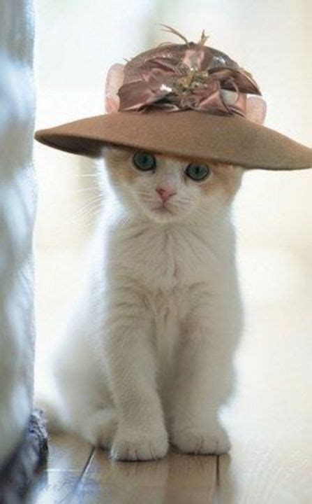 Its Make A Hat Day So Here Are Some Cats Wearing Hats Pretty Cats