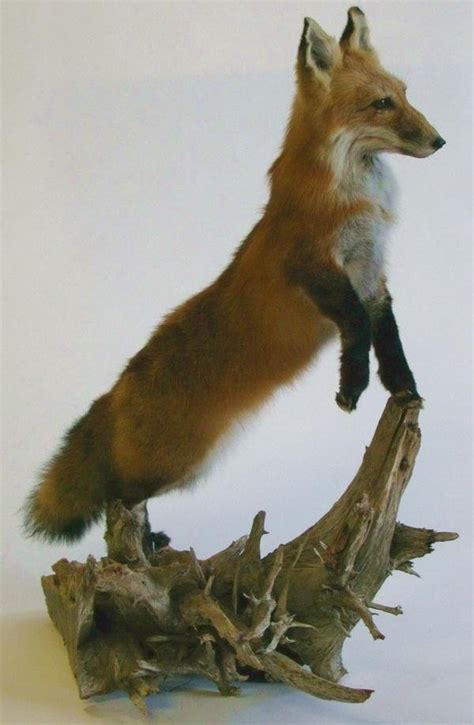 444 Full Size Red Fox Mount Lot 444