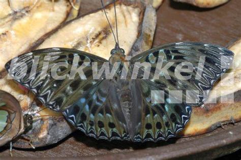 First interim single tier dividend of 6.0 sen per share. blickwinkel - Tropischer Schmetterling (Dichorragia ...