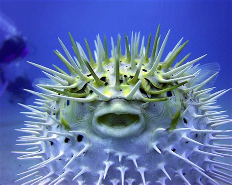 The Top 10 Most Dangerous Fish In The World Scuba Divers Be Aware